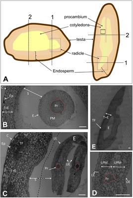 Histological Features of the Olive Seed and Presence of 7S-Type Seed Storage Proteins as Hallmarks of the Olive Fruit Development